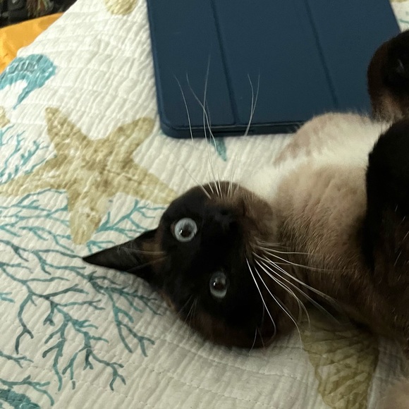 Hi. I’m Koda. I’m 1 year old now - Picture 3 of 14